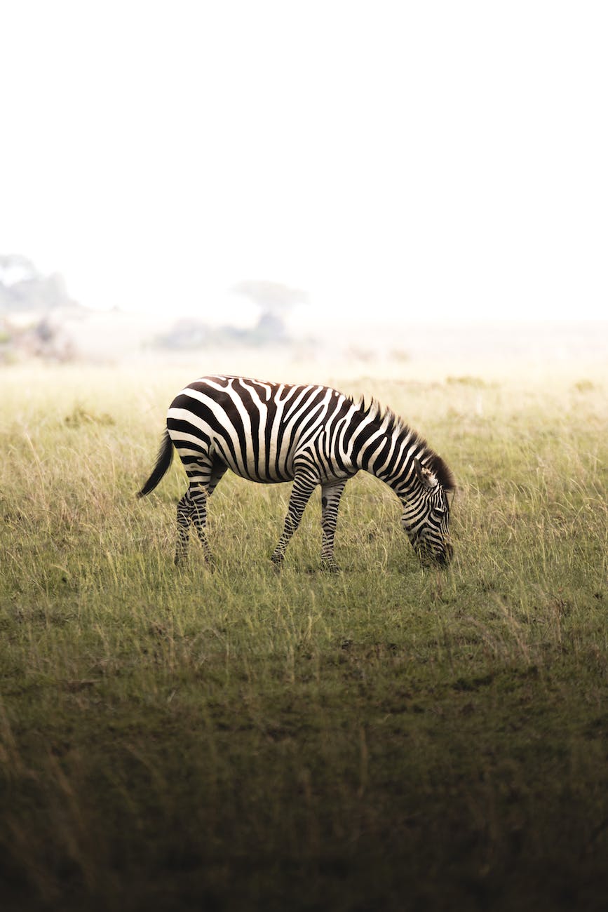 zebra grazing on grass on serengeti plateau