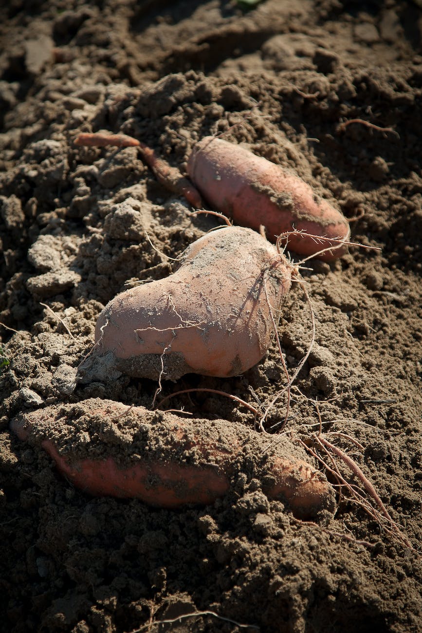 close up photo of sweet potatoes on brown soil