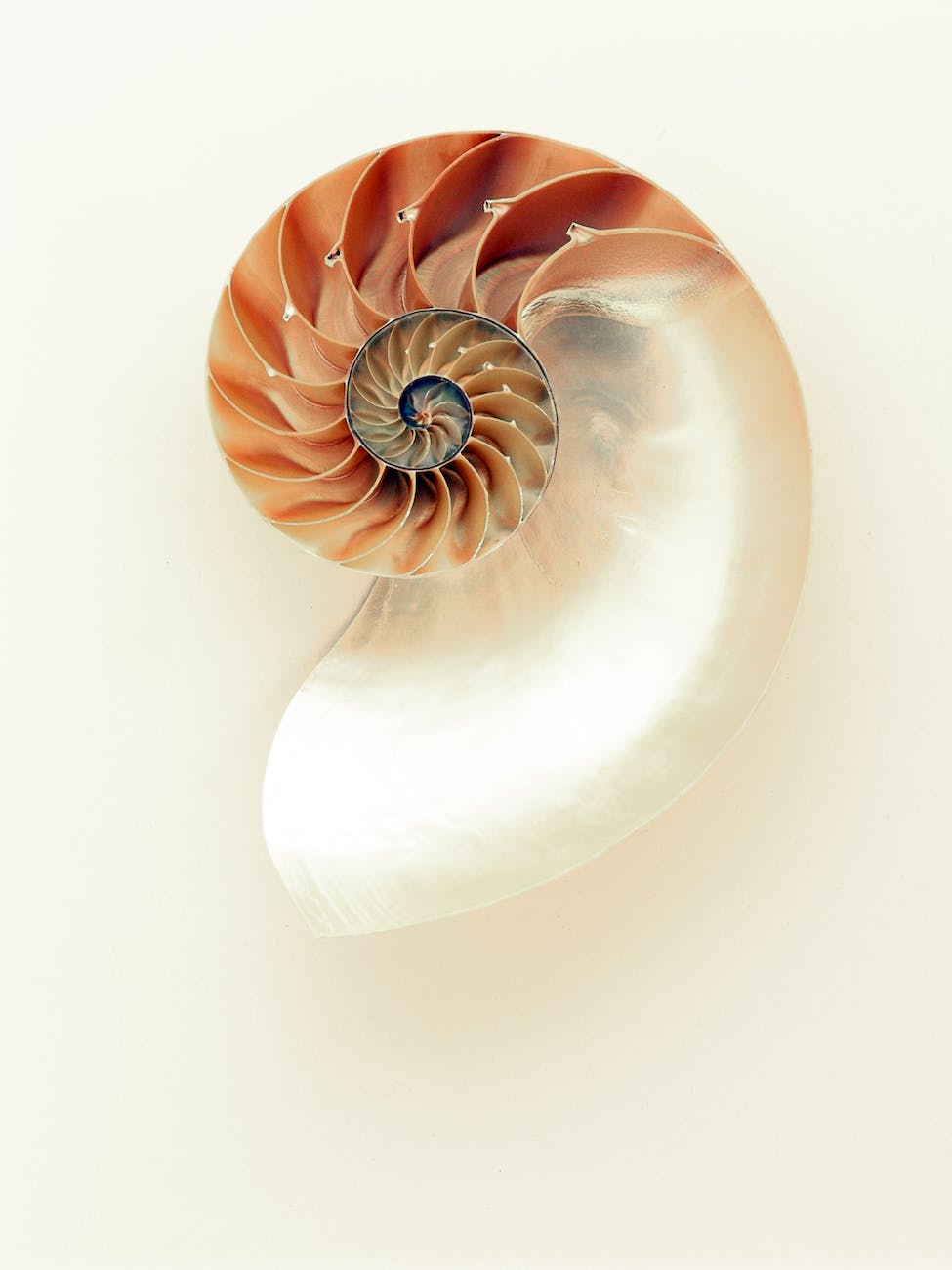 orange and white seashell on white surface