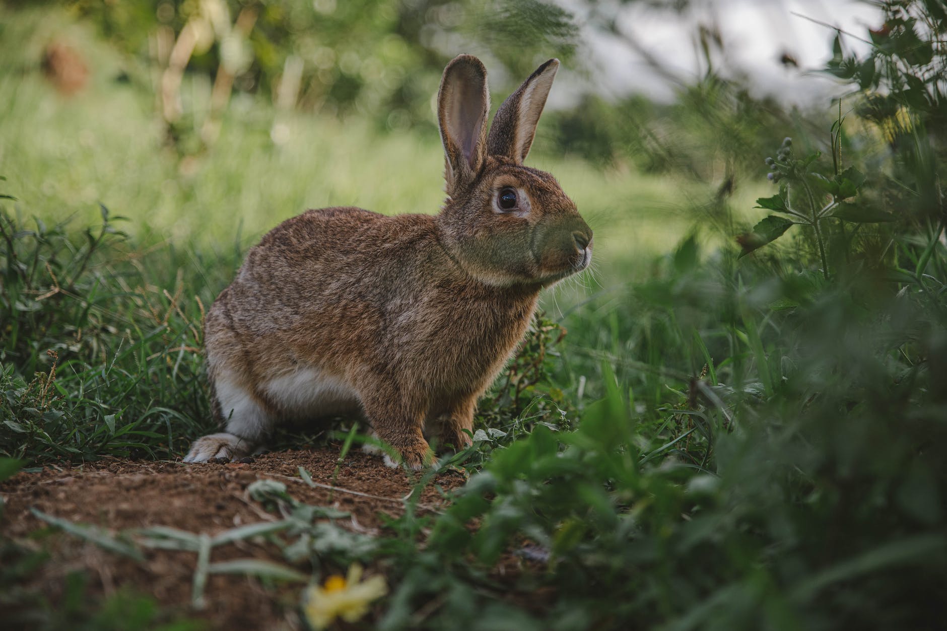 a close up shot of a brown rabbit