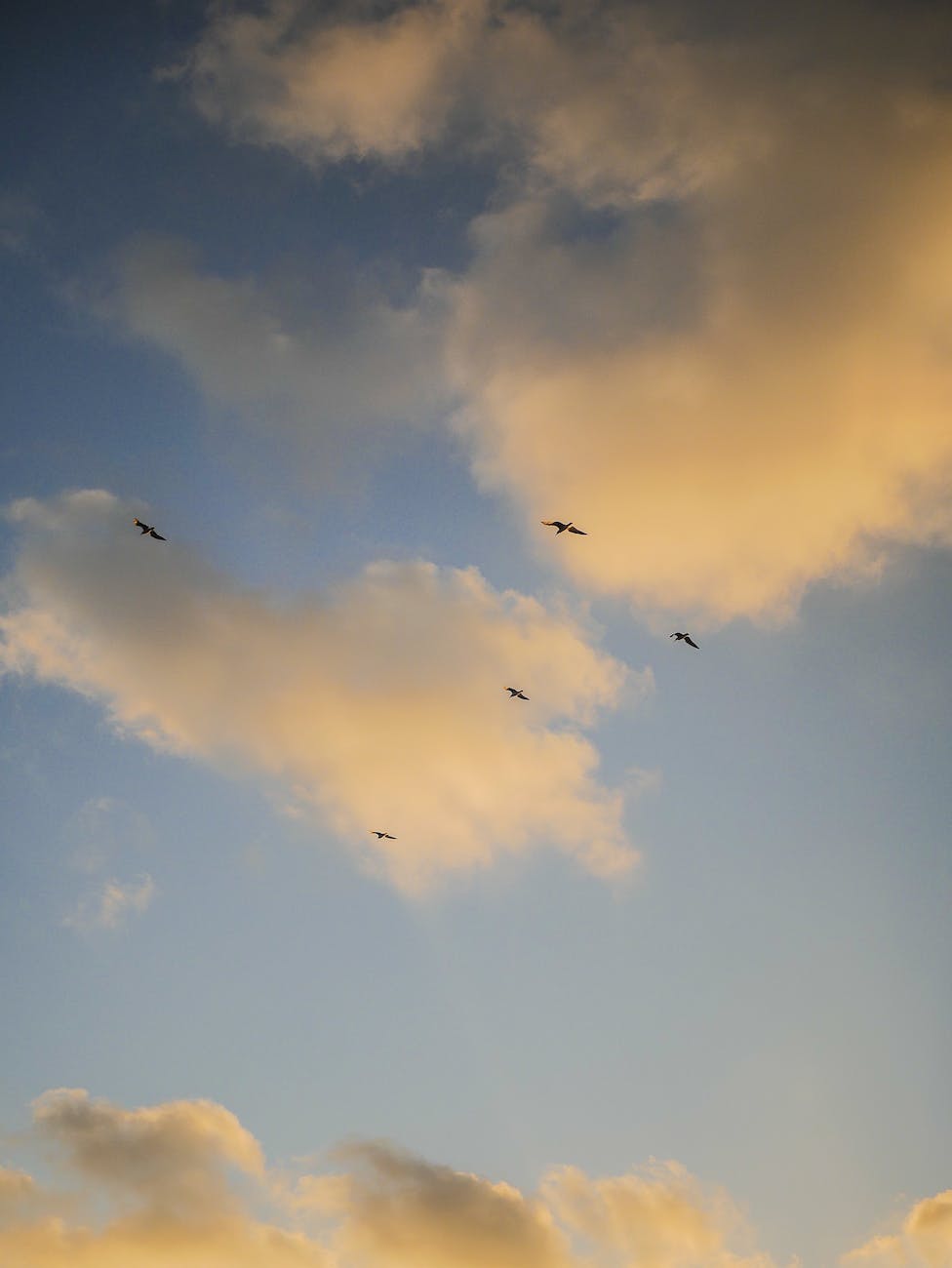 birds flying under a sky