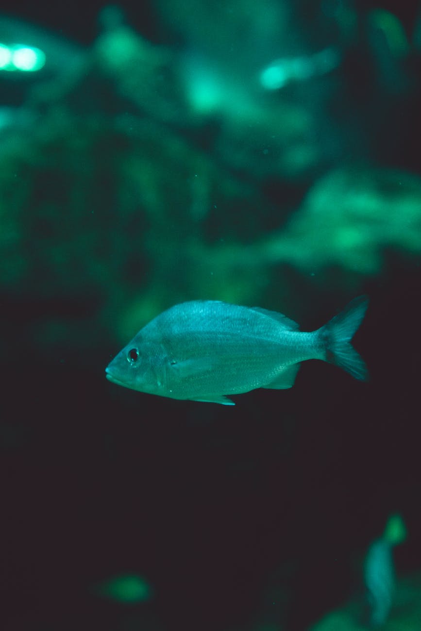 close up shot of a green fish swimming