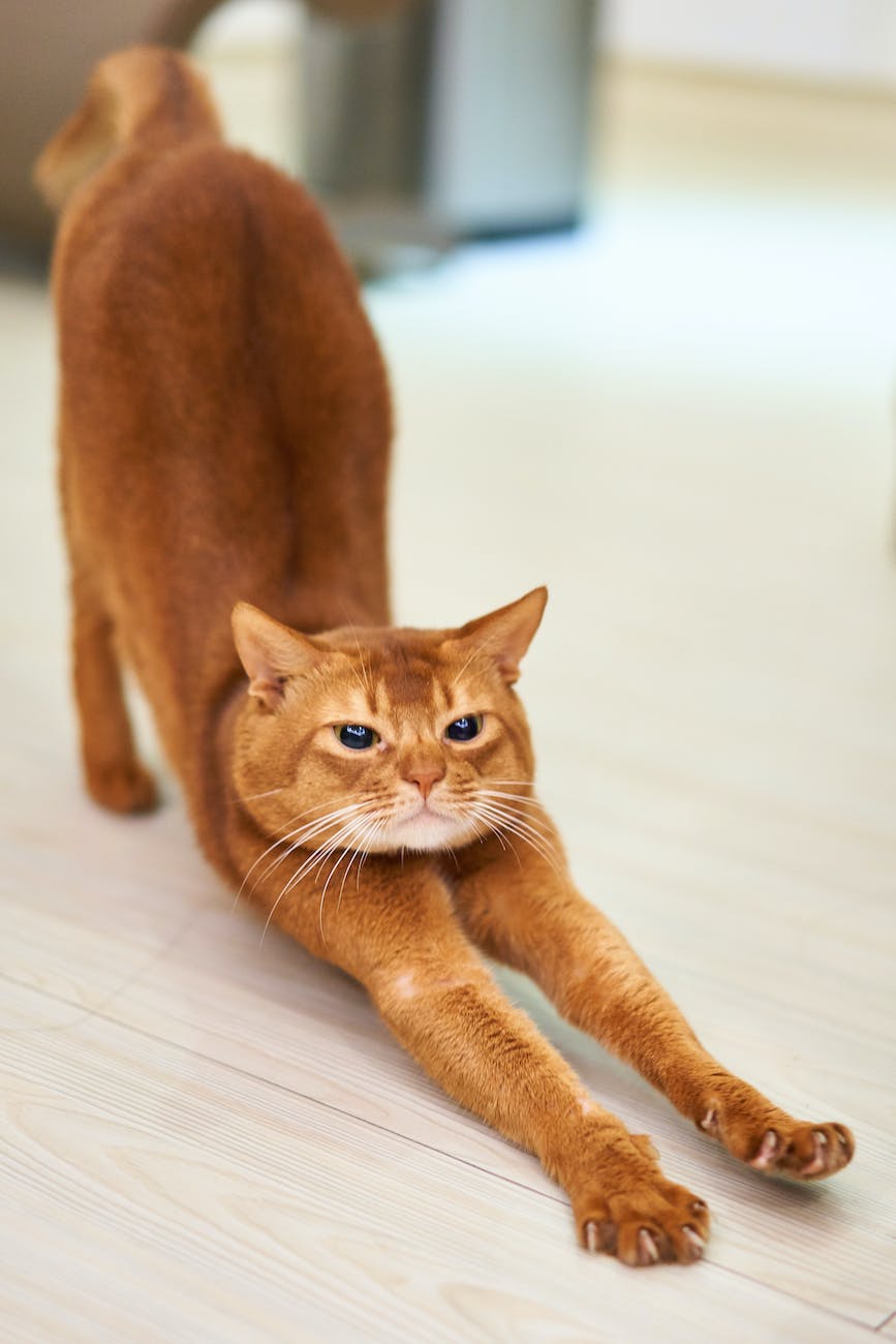 orange cat stretching